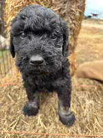 Blue, a male Goldendoodle for sale in Wellington, CO – Photo 6 of 9