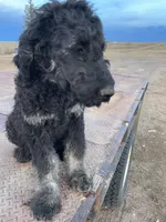 Blue, a male Goldendoodle for sale in Wellington, CO – Photo 4 of 9