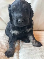 Purple, a female Goldendoodle for sale in Wellington, CO – 6 of 6