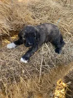 Hunter , a male Pyredoodle for sale in Wellington, CO – Photo 5 of 5