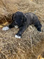 Hunter , a male Pyredoodle for sale in Wellington, CO – Photo 4 of 5