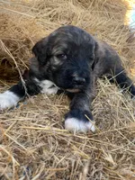 Hunter , a male Pyredoodle for sale in Wellington, CO – Photo 1 of 5