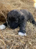 Hunter , a male Pyredoodle for sale in Wellington, CO – Photo 2 of 5