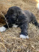 Hunter , a male Pyredoodle for sale in Wellington, CO – Photo 3 of 5