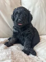 Orange, a male Goldendoodle for sale in Wellington, CO – 3 of 6