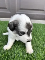 Light Pink, a female Great Pyrenees for sale in Wellington, CO – Photo 2 of 3