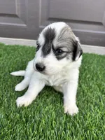 Light Pink, a female Great Pyrenees for sale in Wellington, CO – Photo 3 of 3