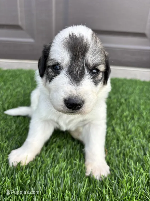 Light Pink – Great Pyrenees puppy for sale in Wellington, CO
