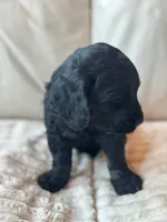 Blue, a male Goldendoodle for sale in Wellington, CO – 2 of 4