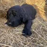 Brown, a male Pyredoodle for sale in Wellington, CO – Photo 8 of 8