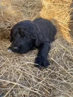 Brown, a male Pyredoodle for sale in Wellington, CO – Photo 2 of 4