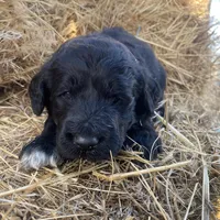 Brown, a male Pyredoodle for sale in Wellington, CO – Photo 7 of 8