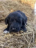 Brown, a male Pyredoodle for sale in Wellington, CO – Photo 1 of 4