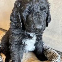 Brown, a male Pyredoodle for sale in Wellington, CO – Photo 5 of 8