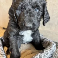 Brown, a male Pyredoodle for sale in Wellington, CO – Photo 1 of 8