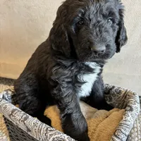 Brown, a male Pyredoodle for sale in Wellington, CO – Photo 6 of 8