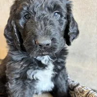 Brown, a male Pyredoodle for sale in Wellington, CO – Photo 3 of 8