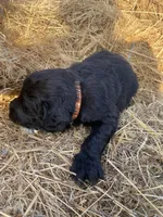 Brown, a male Pyredoodle for sale in Wellington, CO – Photo 3 of 4