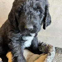 Brown, a male Pyredoodle for sale in Wellington, CO – Photo 2 of 8