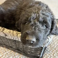 Brown, a male Pyredoodle for sale in Wellington, CO – Photo 4 of 8