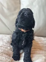 Brown, a male Goldendoodle for sale in Wellington, CO – 4 of 6