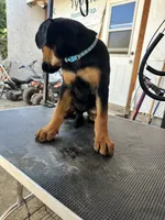 Blue collard, a female German Shepherd Dog and Doberman Pinscher for sale in Hacienda Heights, CA – 8 of 8