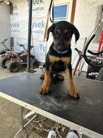 Blue collard, a female German Shepherd Dog and Doberman Pinscher for sale in Hacienda Heights, CA – 3 of 8