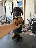 Blue collard, a female German Shepherd Dog and Doberman Pinscher for sale in Hacienda Heights, CA – 2 of 8