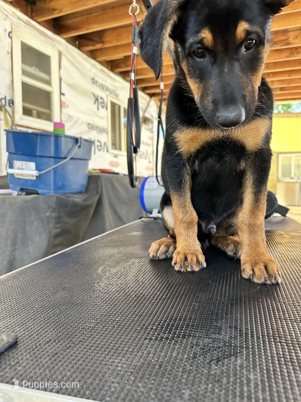 orange collard – German Shepherd Dog, Doberman Pinscher puppy for sale in Hacienda Heights, CA