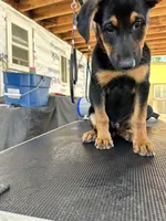 orange collard, a male German Shepherd Dog and Doberman Pinscher for sale in Hacienda Heights, CA – 1 of 7
