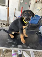 Yellow collard, a male German Shepherd Dog and Doberman Pinscher for sale in Hacienda Heights, CA – 5 of 7