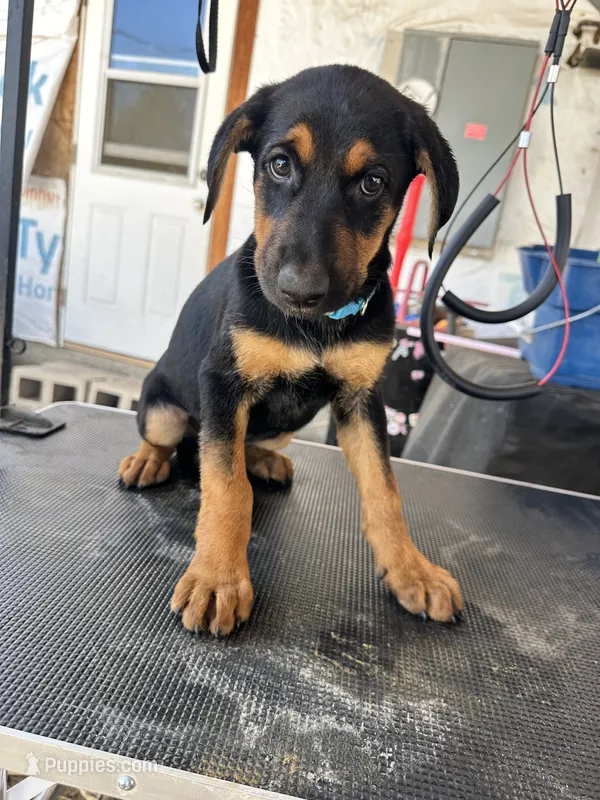 Blue collard – German Shepherd Dog, Doberman Pinscher puppy for sale in Hacienda Heights, CA