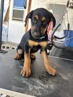 Blue collard, a female German Shepherd Dog and Doberman Pinscher for sale in Hacienda Heights, CA – 1 of 8