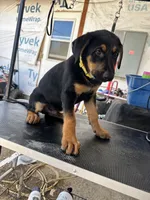 Yellow collard, a male German Shepherd Dog and Doberman Pinscher for sale in Hacienda Heights, CA – 7 of 7