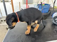 orange collard, a male German Shepherd Dog and Doberman Pinscher for sale in Hacienda Heights, CA – 6 of 7
