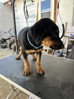 Blue collard, a female German Shepherd Dog and Doberman Pinscher for sale in Hacienda Heights, CA – 7 of 8