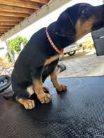 orange collard, a male German Shepherd Dog and Doberman Pinscher for sale in Hacienda Heights, CA – 3 of 7