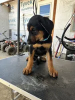 Blue collard, a female German Shepherd Dog and Doberman Pinscher for sale in Hacienda Heights, CA – 6 of 8