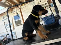Yellow collard, a male German Shepherd Dog and Doberman Pinscher for sale in Hacienda Heights, CA – 3 of 7