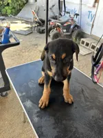 Yellow collard, a male German Shepherd Dog and Doberman Pinscher for sale in Hacienda Heights, CA – 2 of 7
