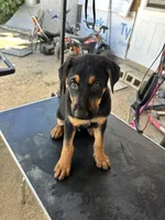 Yellow collard, a male German Shepherd Dog and Doberman Pinscher for sale in Hacienda Heights, CA – 6 of 7