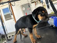 Blue collard, a female German Shepherd Dog and Doberman Pinscher for sale in Hacienda Heights, CA – 4 of 8