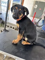 orange collard, a male German Shepherd Dog and Doberman Pinscher for sale in Hacienda Heights, CA – 2 of 7