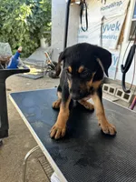 Blue collard, a female German Shepherd Dog and Doberman Pinscher for sale in Hacienda Heights, CA – 5 of 8
