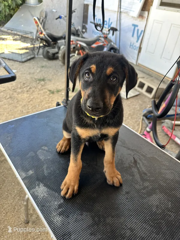 Yellow collard – German Shepherd Dog, Doberman Pinscher puppy for sale in Hacienda Heights, CA