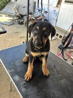 Yellow collard, a male German Shepherd Dog and Doberman Pinscher for sale in Hacienda Heights, CA – 1 of 7