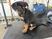 orange collard, a male German Shepherd Dog and Doberman Pinscher for sale in Hacienda Heights, CA – 5 of 7