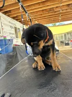 orange collard, a male German Shepherd Dog and Doberman Pinscher for sale in Hacienda Heights, CA – 4 of 7