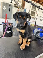 orange collard, a male German Shepherd Dog and Doberman Pinscher for sale in Hacienda Heights, CA – 7 of 7