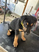Yellow collard, a male German Shepherd Dog and Doberman Pinscher for sale in Hacienda Heights, CA – 4 of 7